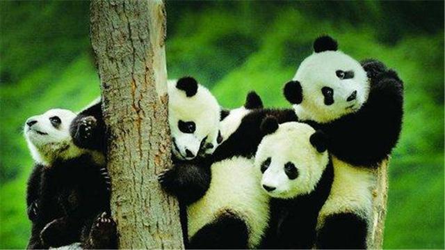 中国不借大熊猫，印度赌气造印度大熊猫，造型奇特惹人发笑