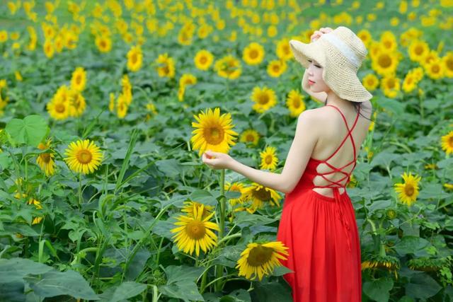 菏澤這個公園有一大片向日葵花田，美翻了…