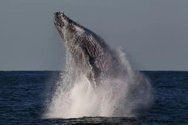 来了！4万多头座头鲸浩浩荡荡逼近悉尼港！气势