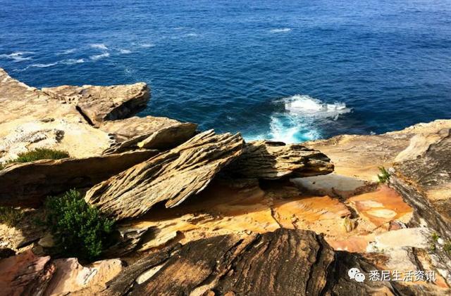 来了！4万多头座头鲸浩浩荡荡逼近悉尼港！气势
