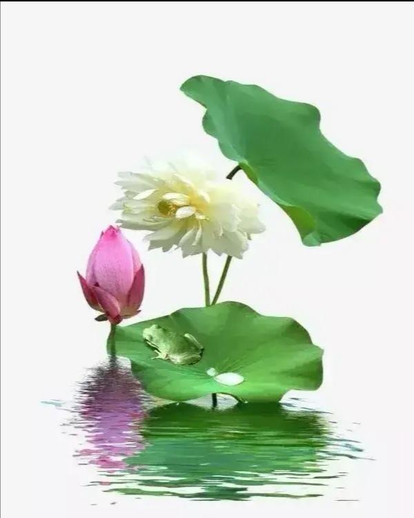 现代诗：充满诗意的夏天