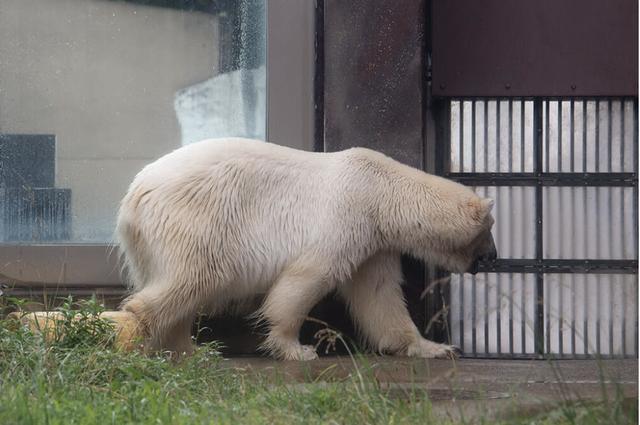想和熊猫结婚、为看熊猫放弃妹妹婚礼！网友：