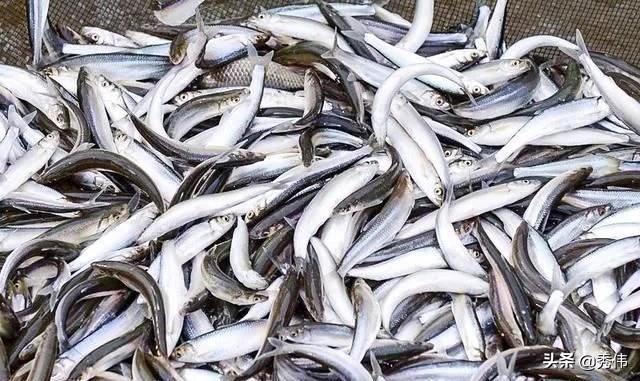 此鱼我国独有，至今无法人工养殖，2千元一斤，