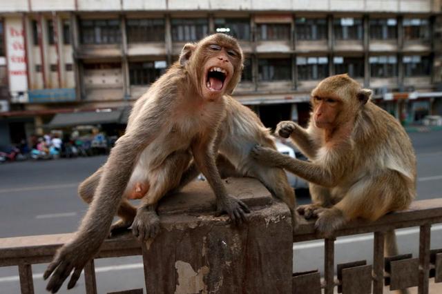 万只恶猴“统治”泰国名城，偷抢打砸还伤人，警察直接投降...