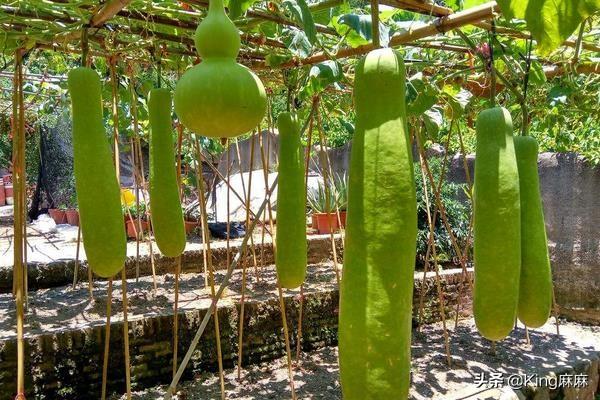 夏季的瓠瓜这样做最好吃，入馅做包子，比肉还