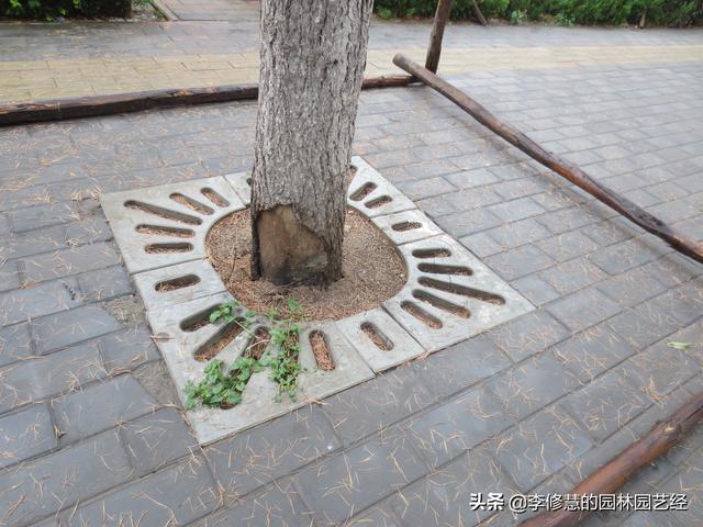 市政景观绿化养护之行道树栽植与养护