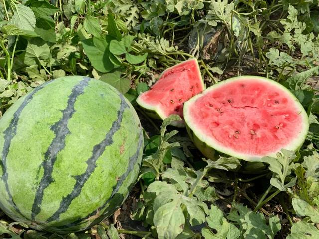 菏泽东明黄河滩200亩西瓜滞销！种植户急盼爱心