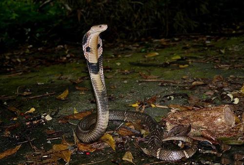 我国特有的一种蛇—中华眼镜蛇，可提取抗毒血清