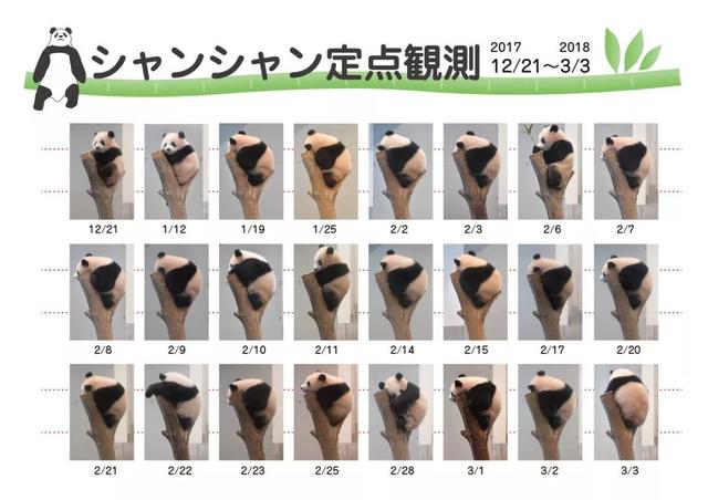 想和熊猫结婚、为看熊猫放弃妹妹婚礼！网友：这很日本