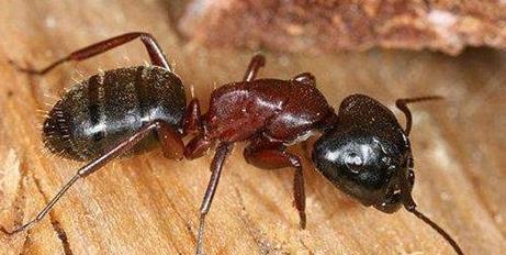 蚂蚁最后的祖先，生物学家称之为火星来的蚂蚁