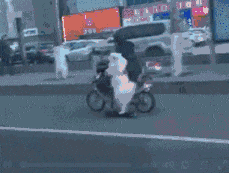 爆笑动图GIF：一只成精的汪星人，都会玩摩托车了