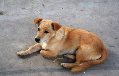 为什么农村土狗在死前要离开家,找个地方偷偷死去?