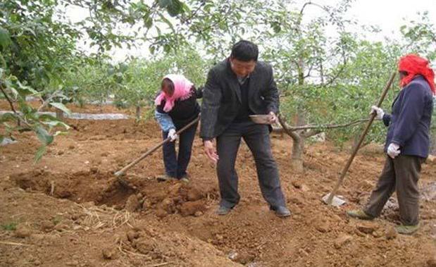 苹果树施肥的7个误区，你中招了几个？解决方法看这里