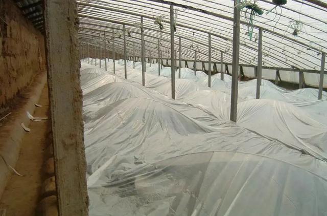 北方暴晒高温，南方暴雨连连，蔬菜可咋整？