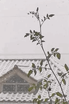 豆苗、番茄、迷迭香，在阳台，你可以种出一百种好滋味