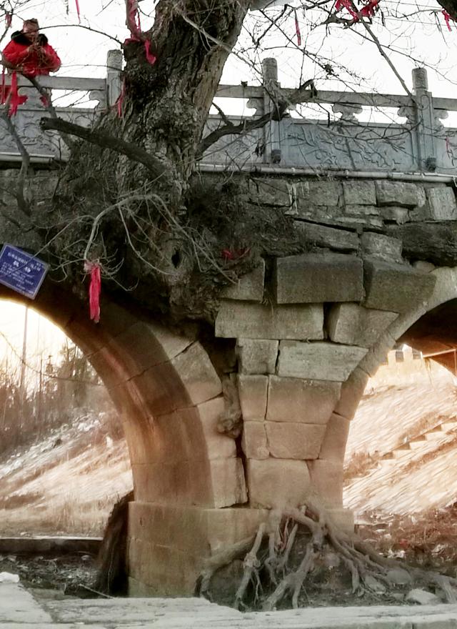 皖北宿州一奇观：树驮桥，桥驮树，相依相伴300年