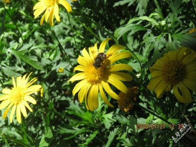 旅游旅行在丽江！人间值得