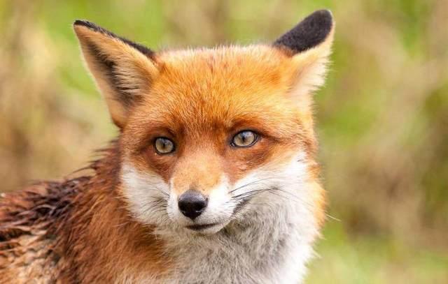 被人请去画像，画出一只狐狸，道士一出手，狐狸想逃也逃不掉