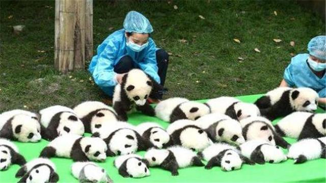 中国不借大熊猫，印度赌气造印度大熊猫，造型奇特惹人发笑