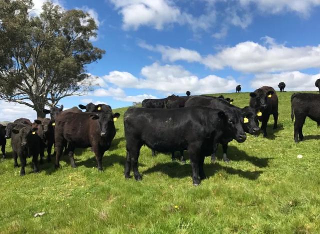 中国的警告被当耳旁风！澳大利亚挑战我国底线，这次绝不能容忍