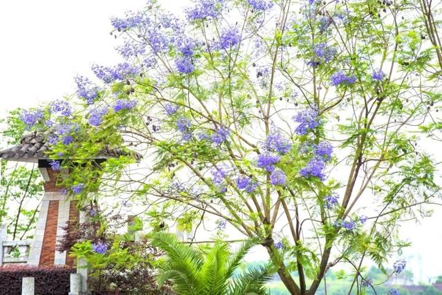 初夏的五月，重庆的蓝花楹开了。