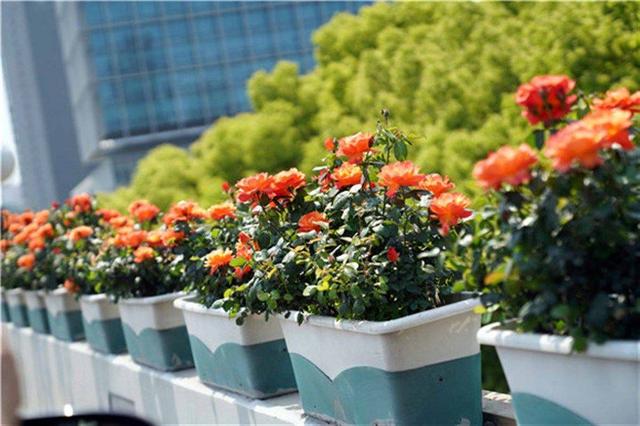 16万箱摆花55万株月季串起申字型高架 你被空中花