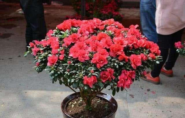 耐阴的开花植物有哪些？