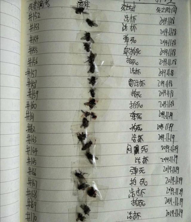 搞笑图片：你们见过苍蝇的26种死法吗？无聊网友