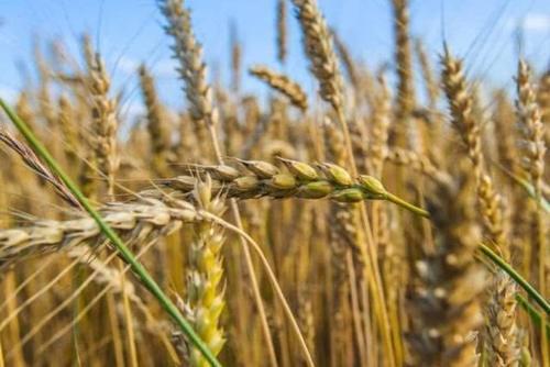 好消息！2020粮补到账时间，粮食补贴标准来了