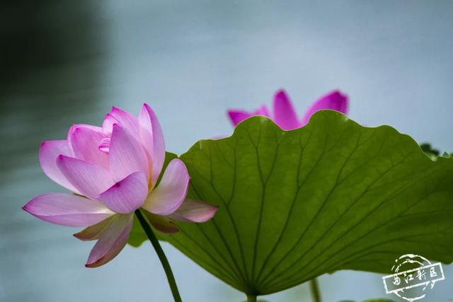 曲江卧莲台，一池荷花醉夏天