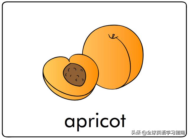 图片[16]-幼儿启蒙英语单词闪卡 － 字母Aa的15个相关单词-笑傲英语网