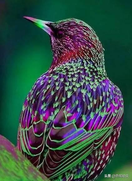 这就是神奇的大自然！这么奇妙的动物我第一次