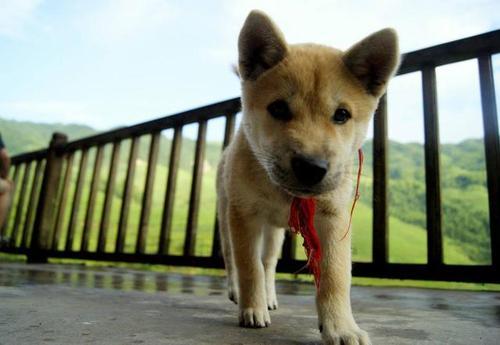 为什么土狗不容易走失，宠物狗却经常走失呢？