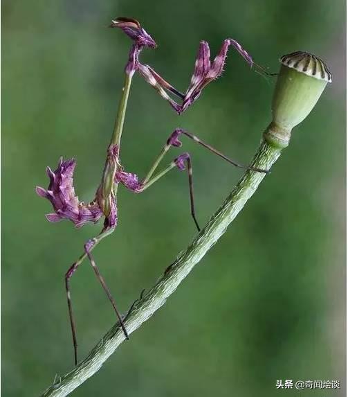 这就是神奇的大自然！这么奇妙的动物我第一次