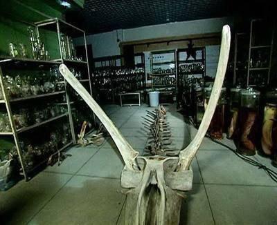 【山里】贵州回应山里有龙吟 贵州威宁野外出现不明声响