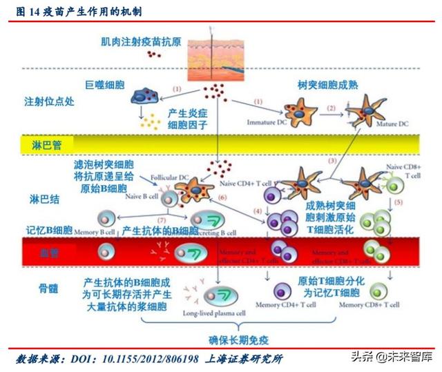 新冠疫苗专题报告：灭活苗进度领跑全球，重组蛋白苗潜力较大