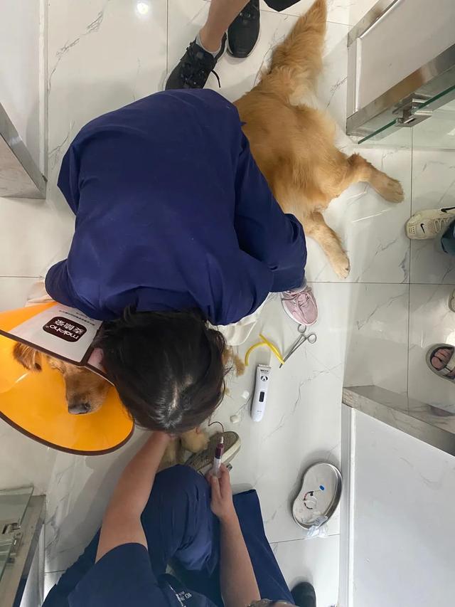 没错，狗也能献血，但被“人”喷闲得慌，说狗不配人的待遇