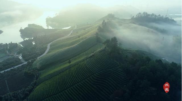 “武阳春雨”飘香“国际茶日”武义县长喊你来