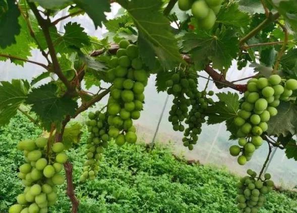 楊凌農(nóng)科，見證小康足跡——2020走出楊凌看示范活動圓滿收官