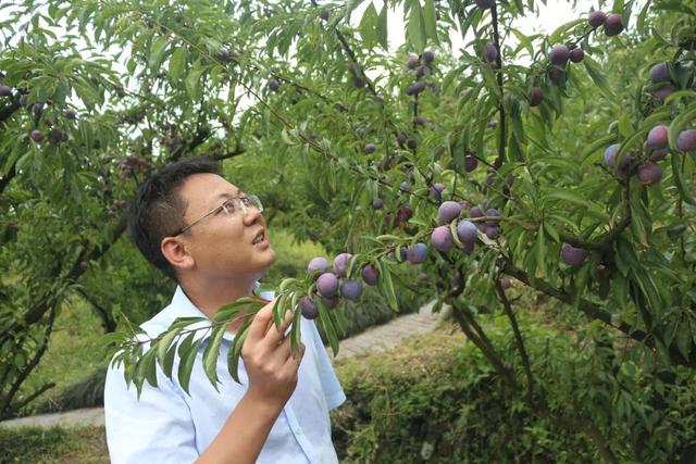 筠连巡司脆红李熟了 体验生态美味正当时