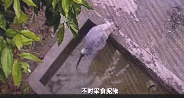 飞舞的红窗帘、出狱的窃·格瓦拉，4月我们关注