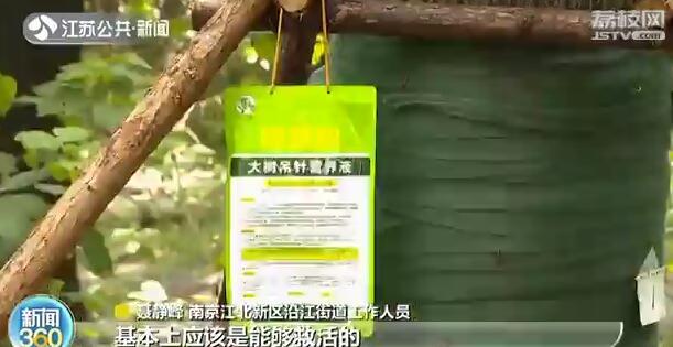 南京：&ldquo;杀害&rdquo;树木也入刑！附近居民：手段残忍