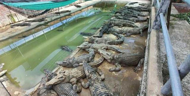 1美元1只！柬埔寨鳄鱼养殖业受重挫