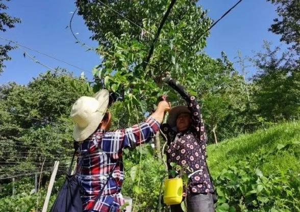 楊凌農(nóng)科，見證小康足跡——2020走出楊凌看示范活動圓滿收官