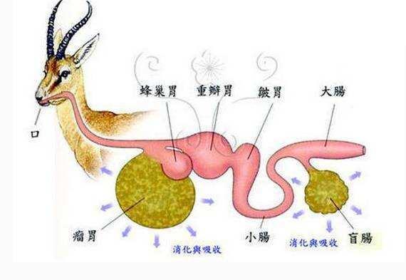 反刍什么意思人反刍是什么原因