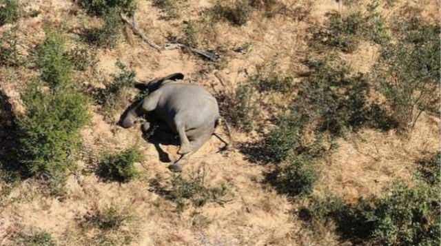 [大象]非洲350头大象接连离奇死亡 目前尚不知其死亡原因