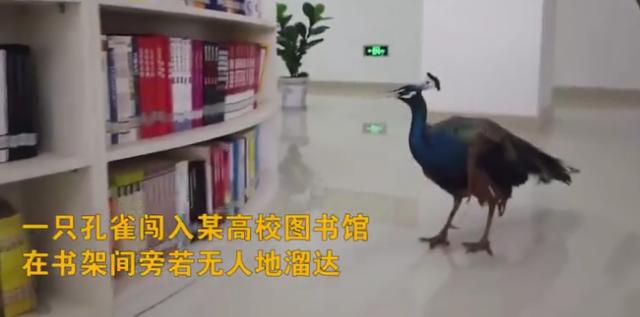 图书馆|孔雀溜进图书馆 在书架间旁若无人地来回溜达半小时