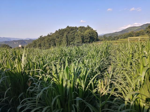 金牧粮草为宜宾珙县荣宏农牧万只种兔千头种猪保供赋能