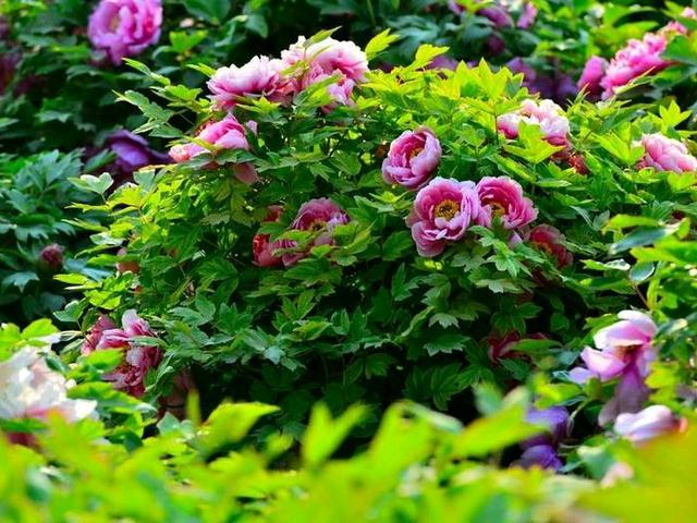 耐阴的开花植物有哪些？