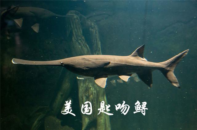 俄羅斯鱘和美國(guó)匙吻鱘雜交出了“獅虎魚”，生物學(xué)家：不敢相信